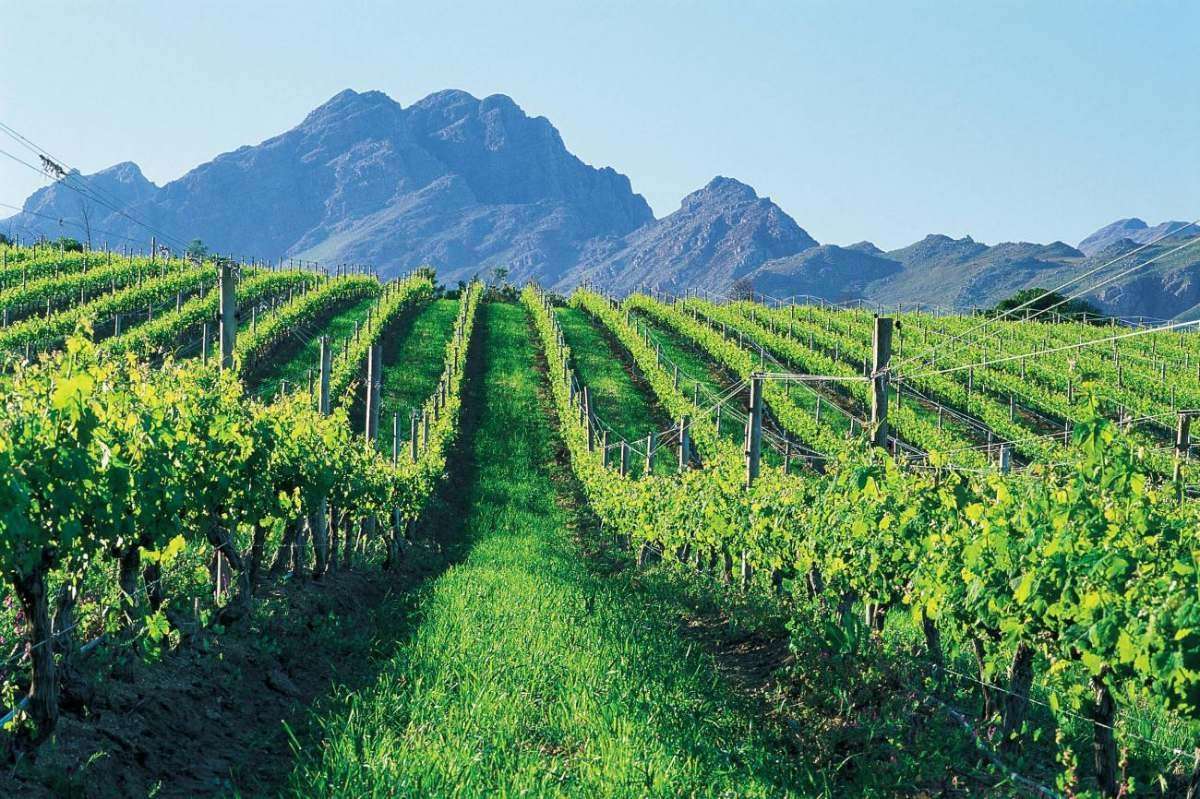 Rows of green vines running up towards the Simonsberg under a blue sky