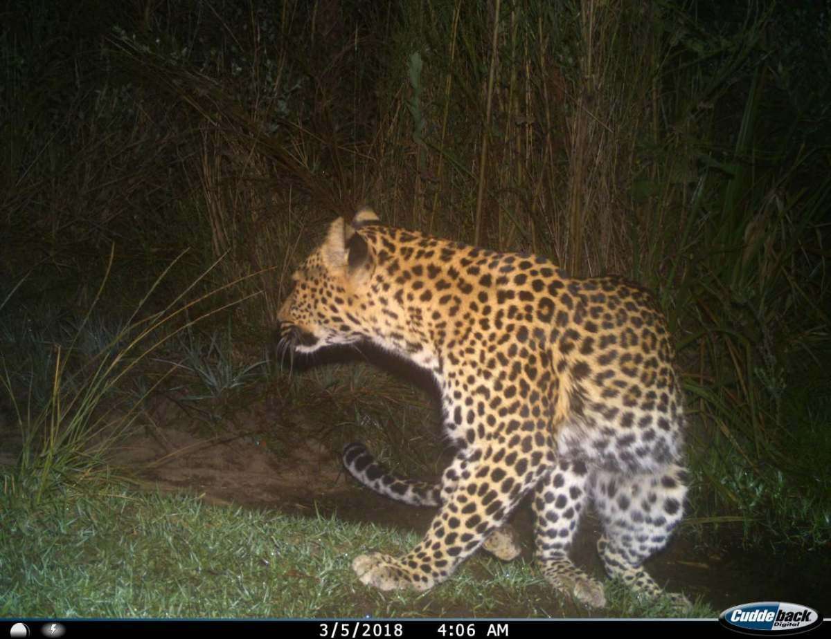 A leopard photographed at night by a camera trap
