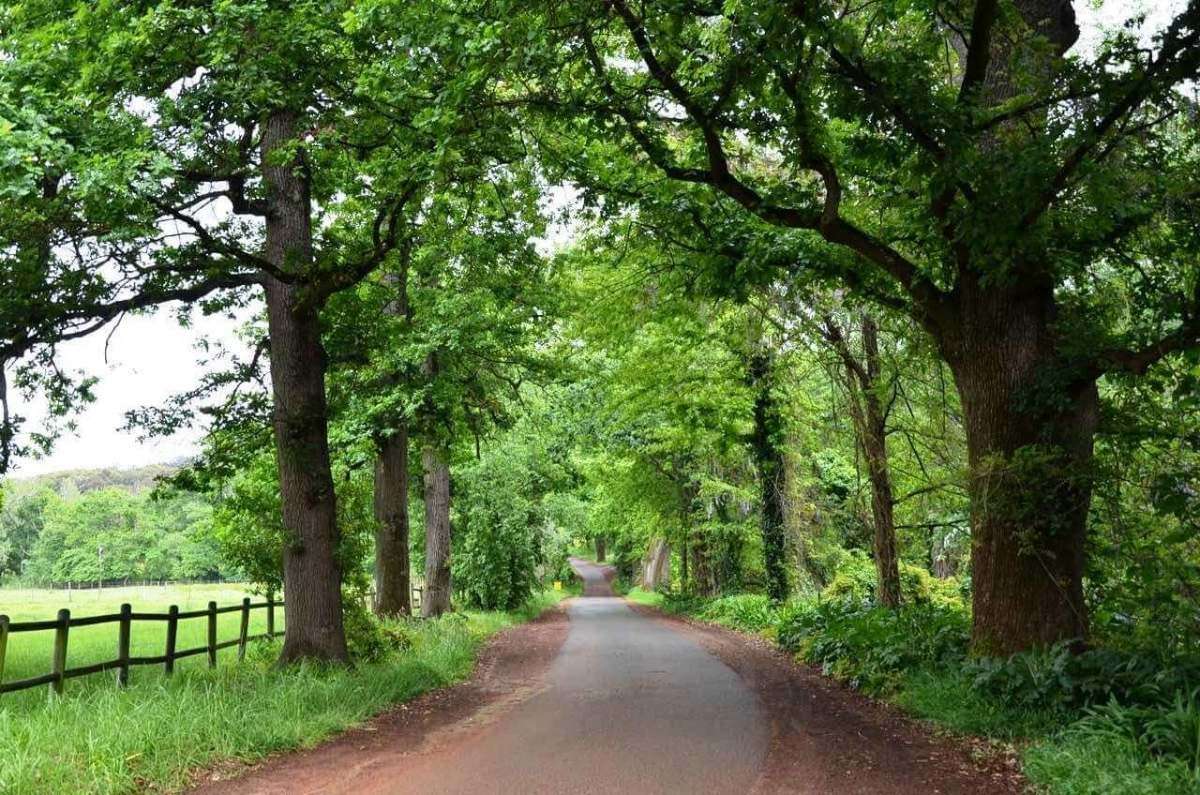 A road running between tall oak trees beside a fenced pasture