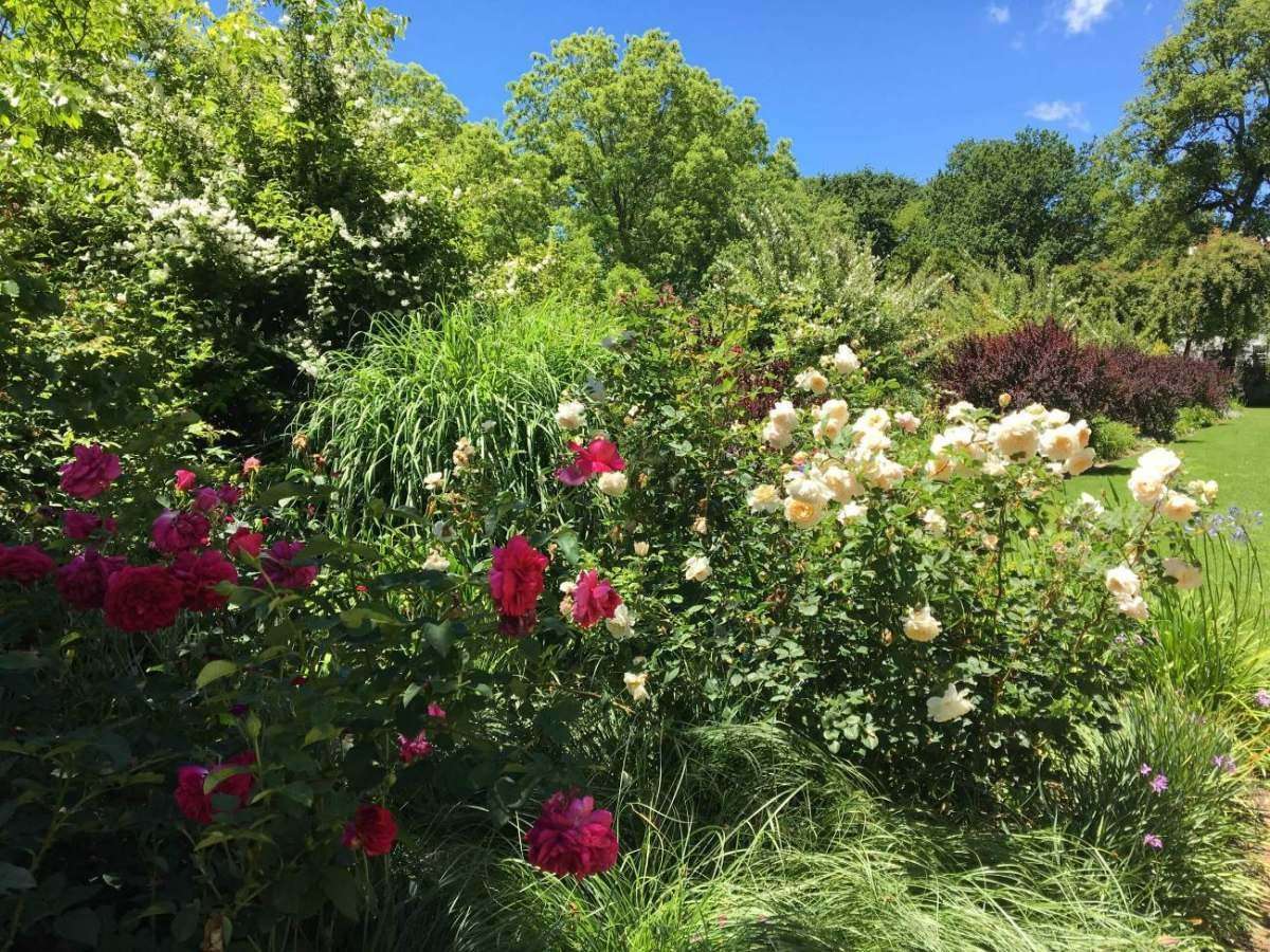 Pink and white roses in full bloom in a garden border