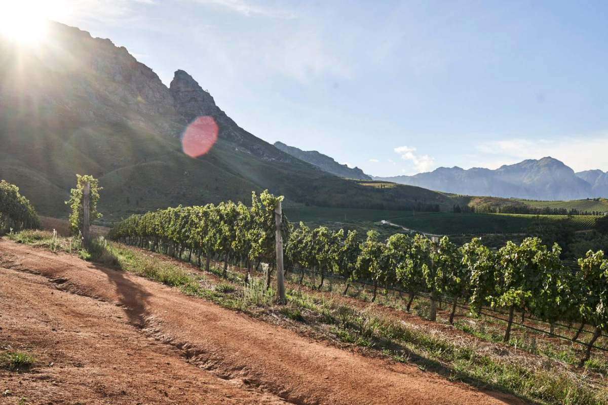 Vineyards on red soil climbing the slopes of the Simonsberg in morning sun