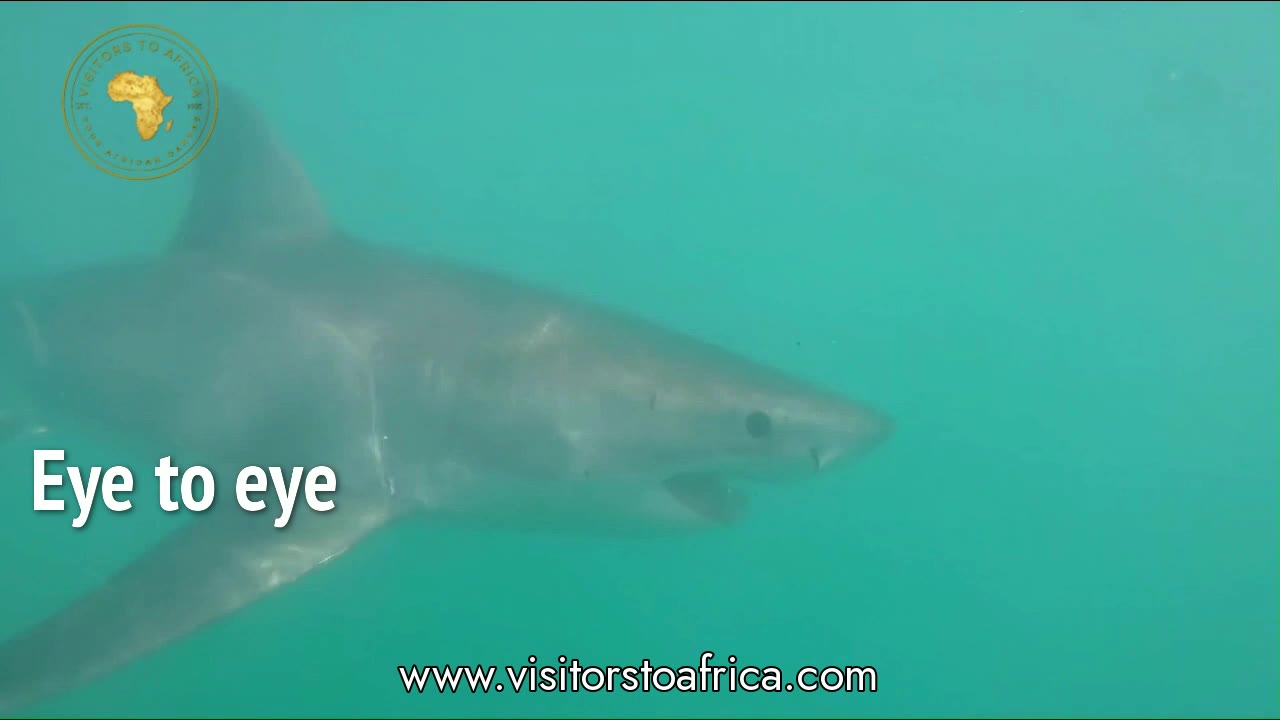 A great white shark beside the cage off Gansbaai
