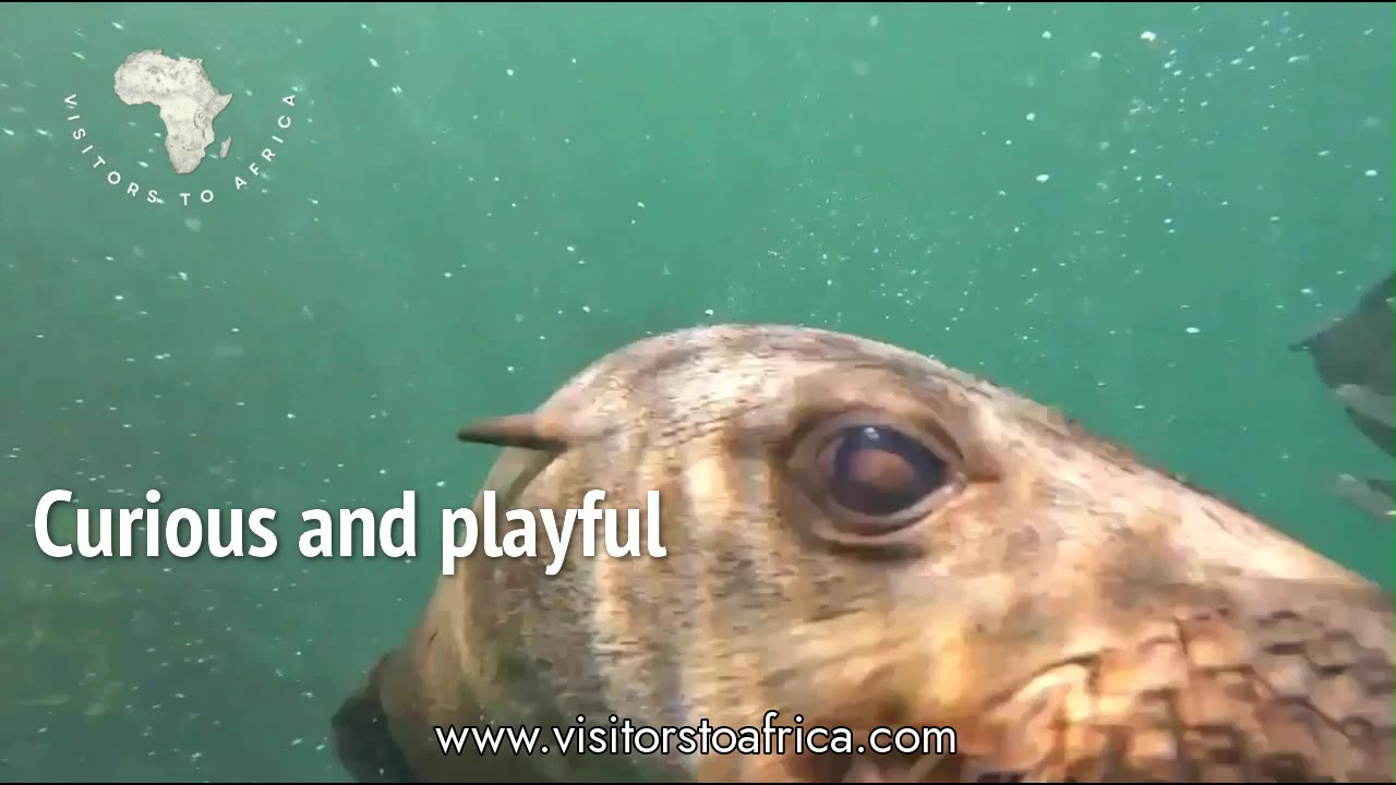 Snorkelling with Cape fur seals off Hout Bay