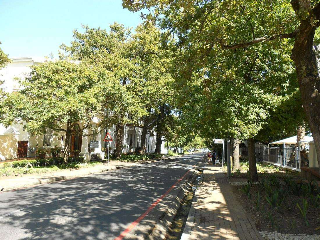 A quiet street in Stellenbosch shaded by tall oak trees