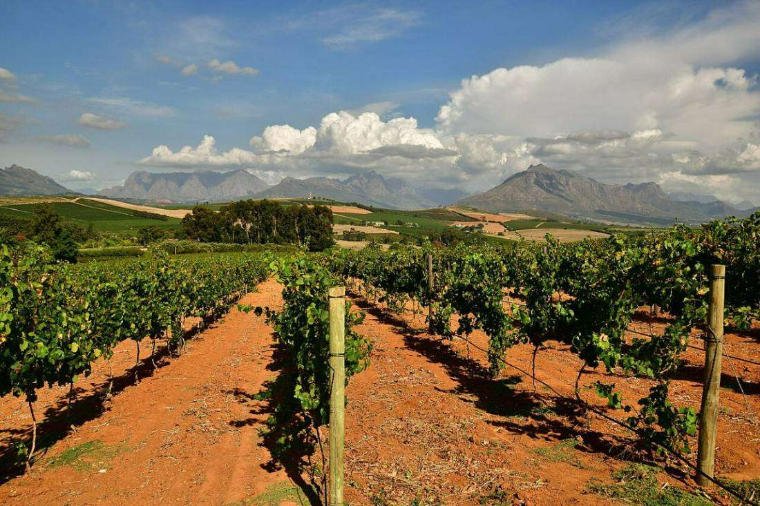 Rows of vines growing in red soil under a cloudy sky