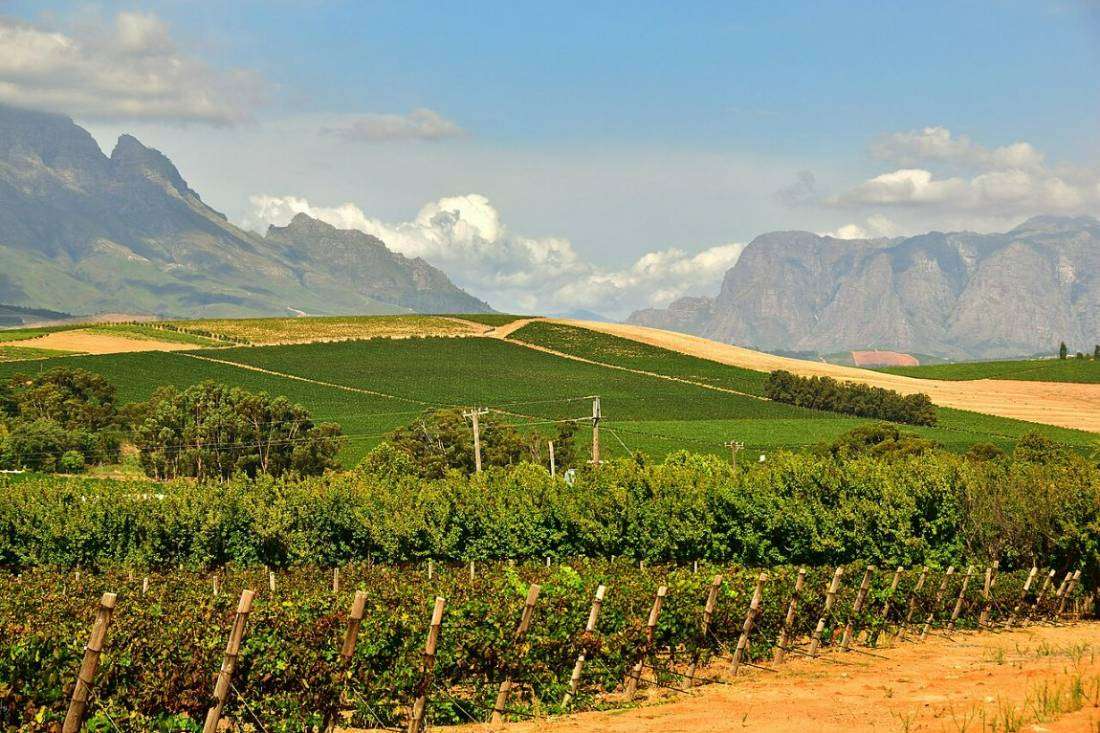 Vineyards stretching towards blue mountains