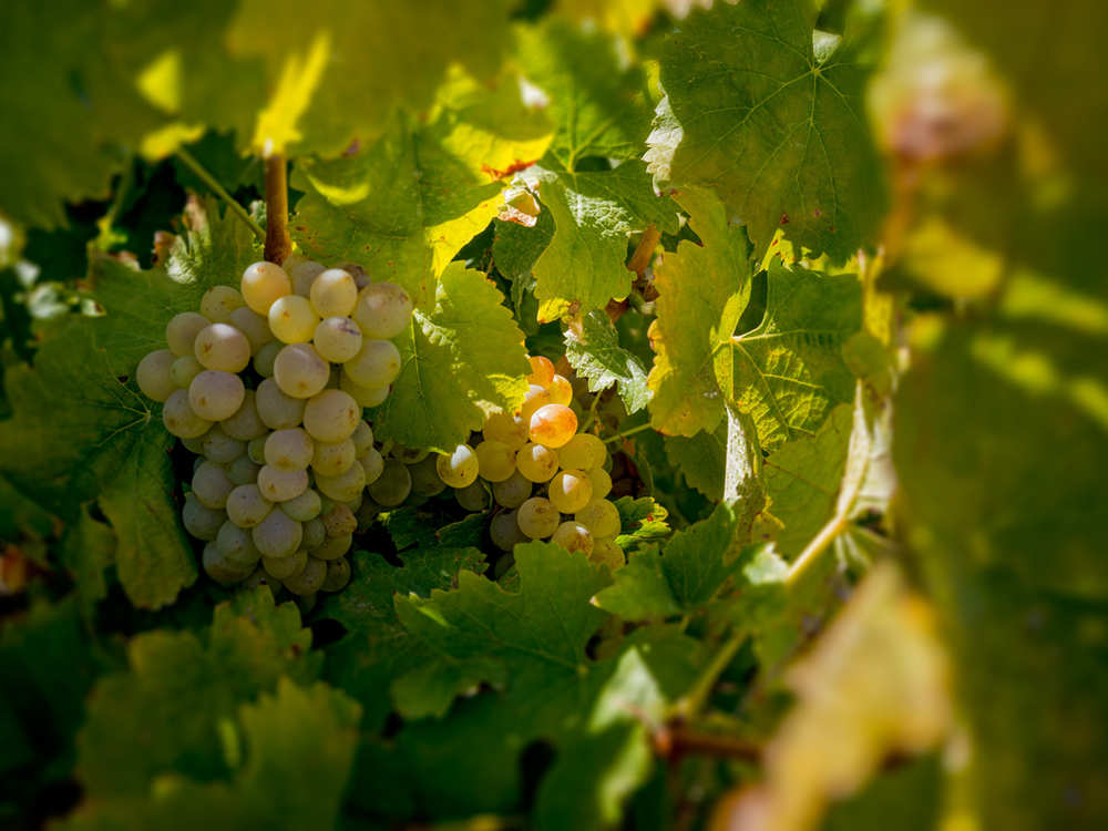 Bunches of green Chenin Blanc grapes in sunlight among the vine leaves