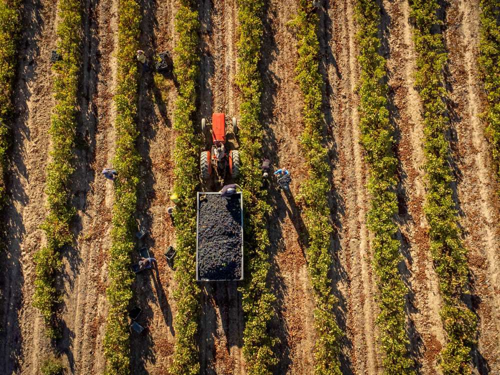 An aerial view of pickers and a tractor between rows of vines at harvest