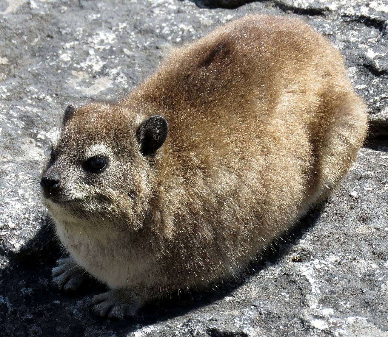 A rock hyrax, or dassie, sunning itself on the rock