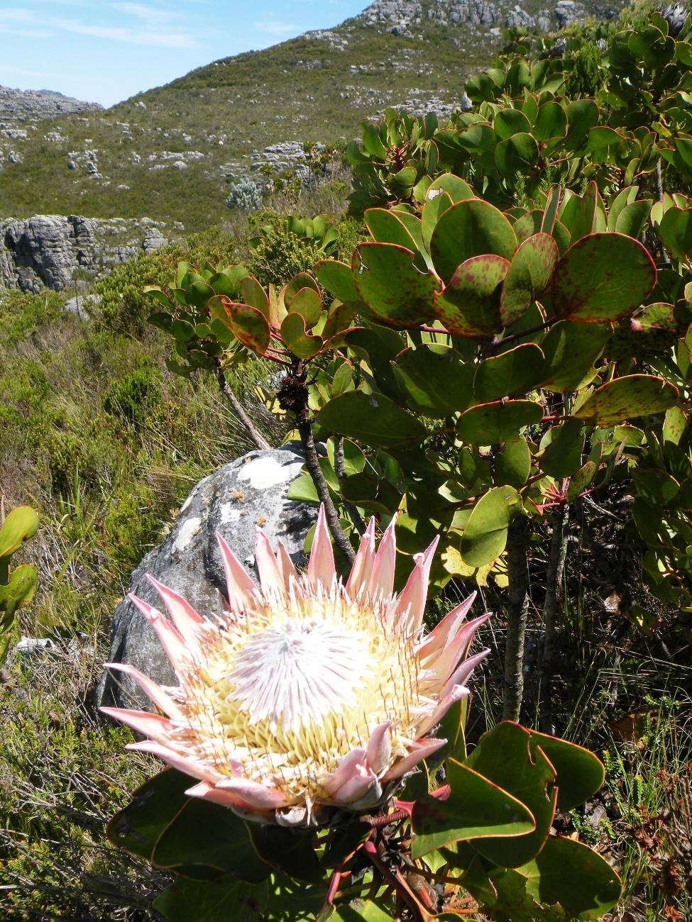 A king protea in flower among the fynbos