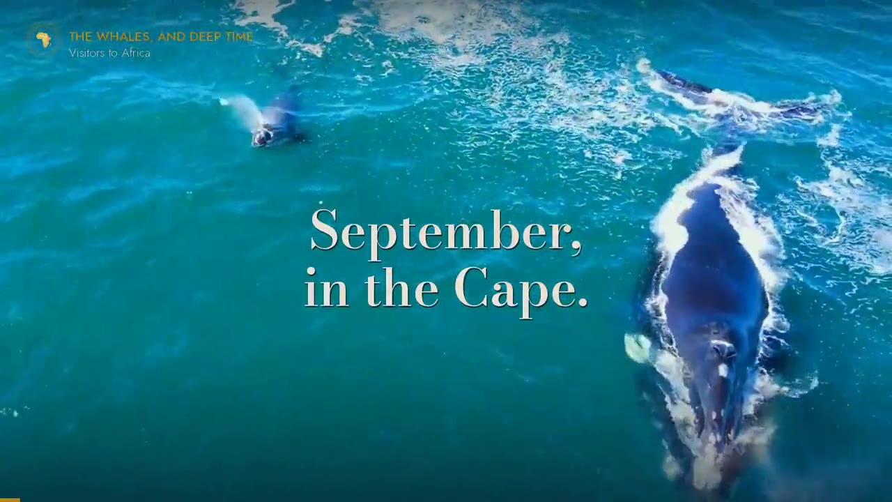The Whales, and Deep Time: the trailer